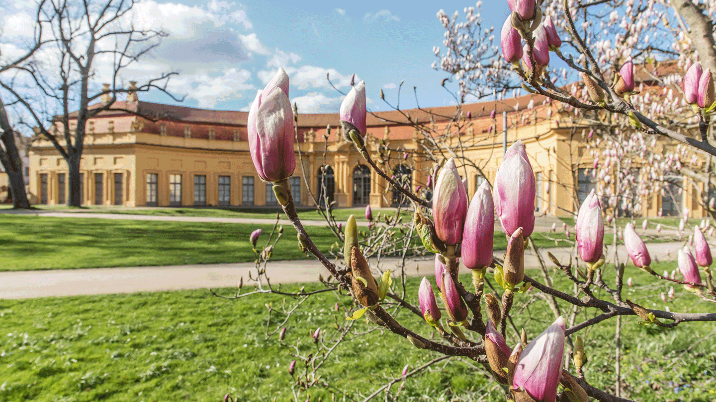 Magnolien im Schlossgarten, Foto: ETM Arne Seebeck